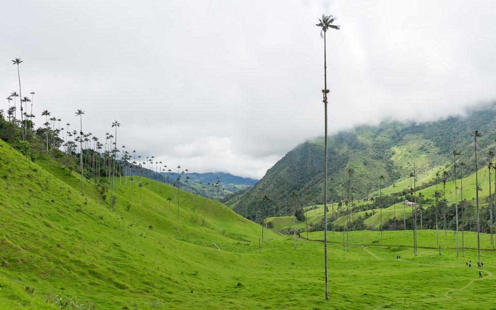 kolumbien-reisebericht-valle-de-cocora-wachspalmen